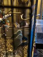 Koppel Forpussen, Blauw., Dieren en Toebehoren, Meerdere dieren, Dwergpapegaai of Agapornis, Geringd