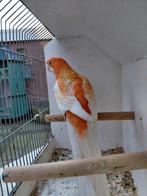 gevraagd penant parkiet pop brr zonder gebreken oranje geel, Dieren en Toebehoren, Vogels | Parkieten en Papegaaien, Vrouwelijk