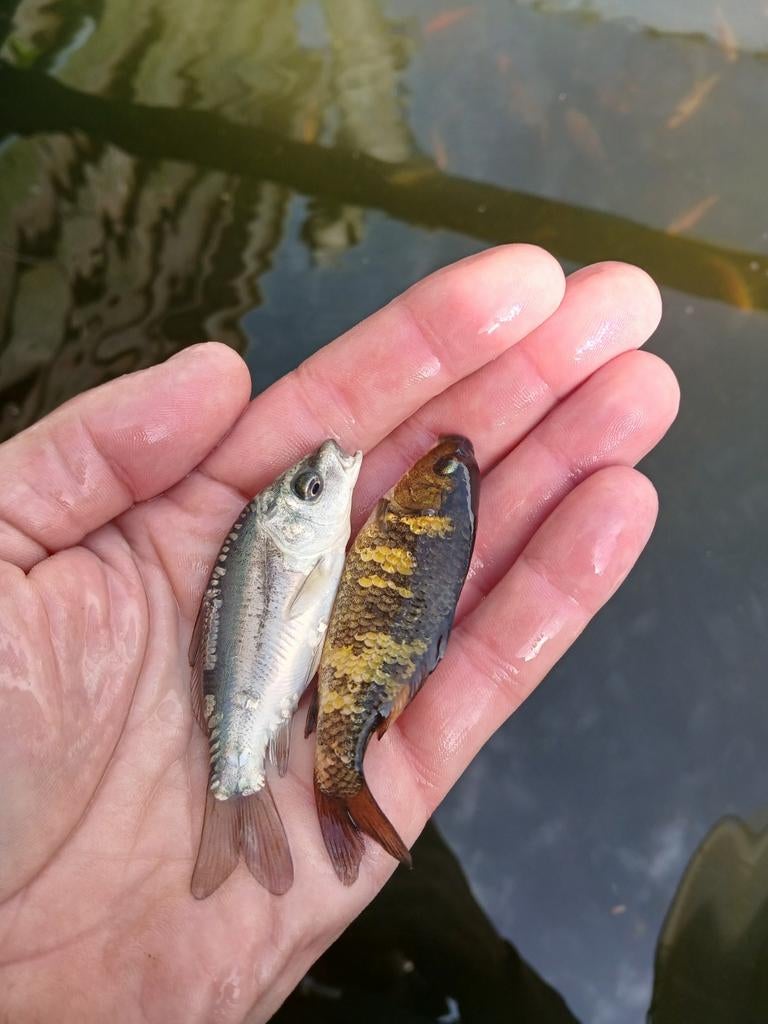 Koi karper, Dieren en Toebehoren, Vissen | Vijvervissen, Karper of Koi