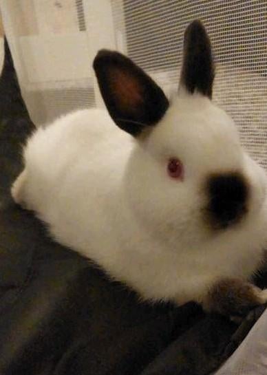 Mooi lief jong dwergkonijn, Dieren en Toebehoren, Mannelijk, Dwerg, 0 tot 2 jaar