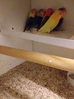 Fischeri opaline split creme ino brr, Dieren en Toebehoren, Vogels | Parkieten en Papegaaien, Meerdere dieren, Dwergpapegaai of Agapornis