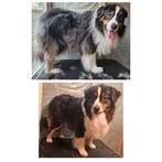 Hondentrimmer aangeboden, Dieren en Toebehoren, Hond