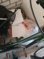 Witte tegels (restpartij), Doe-het-zelf en Verbouw, Gebruikt, Ophalen of Verzenden, 20 tot 40 cm, Minder dan 5 m²