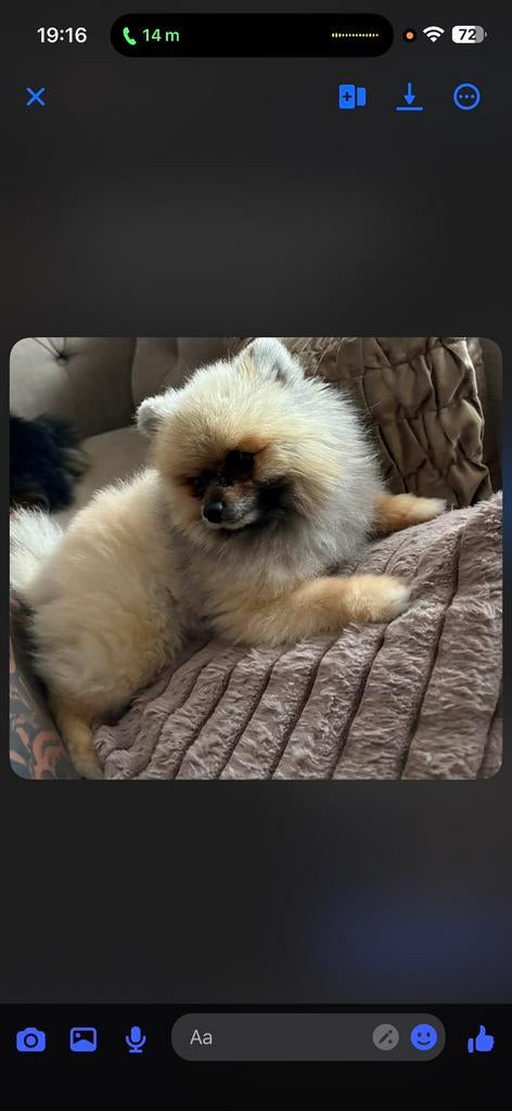 pomeriaan reutje, Dieren en Toebehoren, Honden | Poolhonden, Keeshonden en Oertypen, Keeshond, Reu, Parvo, Eén hond