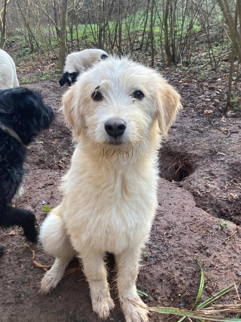 Goedzak Ozzy, Dieren en Toebehoren, 15 weken tot 1 jaar, Buitenland, Parvo, Eén hond