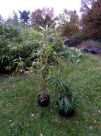Bamboe Fargesia (niet-woekerend), Tuin en Terras, Ophalen, Vaste plant, Siergrassen, Bloeit niet