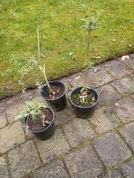 Witte biologische vlinderstruik, Tuin en Terras, Ophalen, Overige soorten, Volle zon