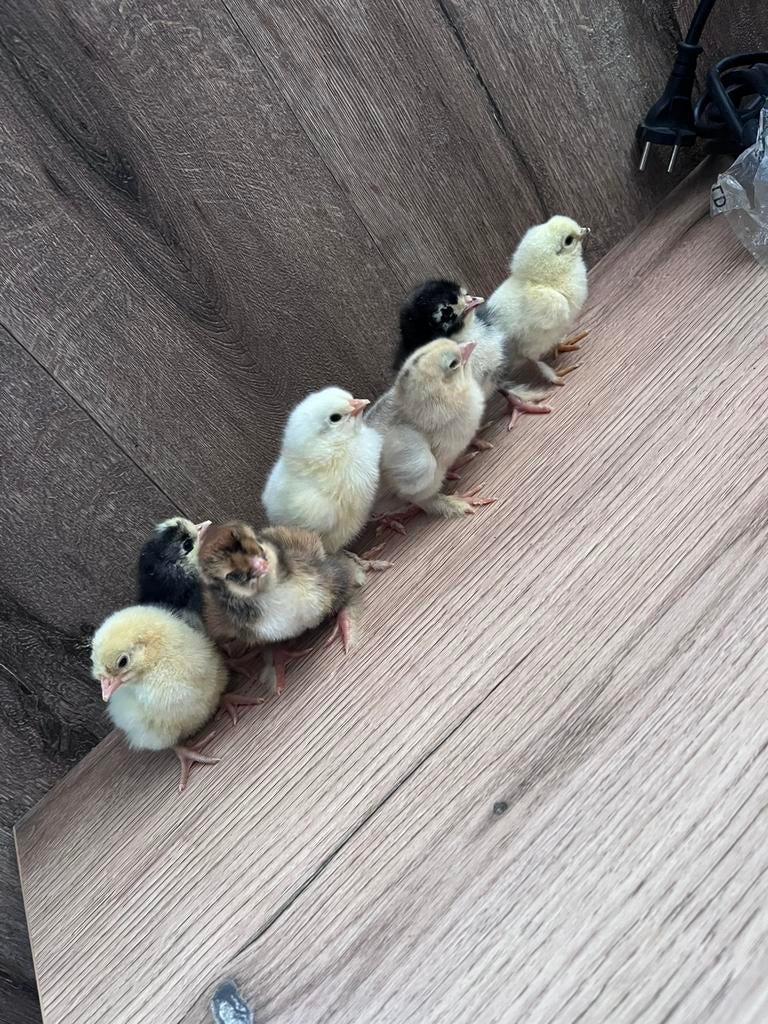 Eendagskuikens, Dieren en Toebehoren, Pluimvee, Meerdere dieren, Kip