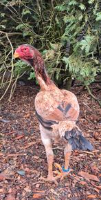 Zuid-Afrikaanse Maleier, zuiver, Mannelijk, Kip