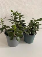 3 Crassula ovata (Jadeplant) - Vetplantjes, Volle zon, Vaste plant, Bloeit niet, Ophalen