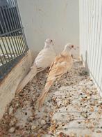 Koppel diamantduiven topaas bruin., Meerdere dieren, Tropenvogel, Geringd