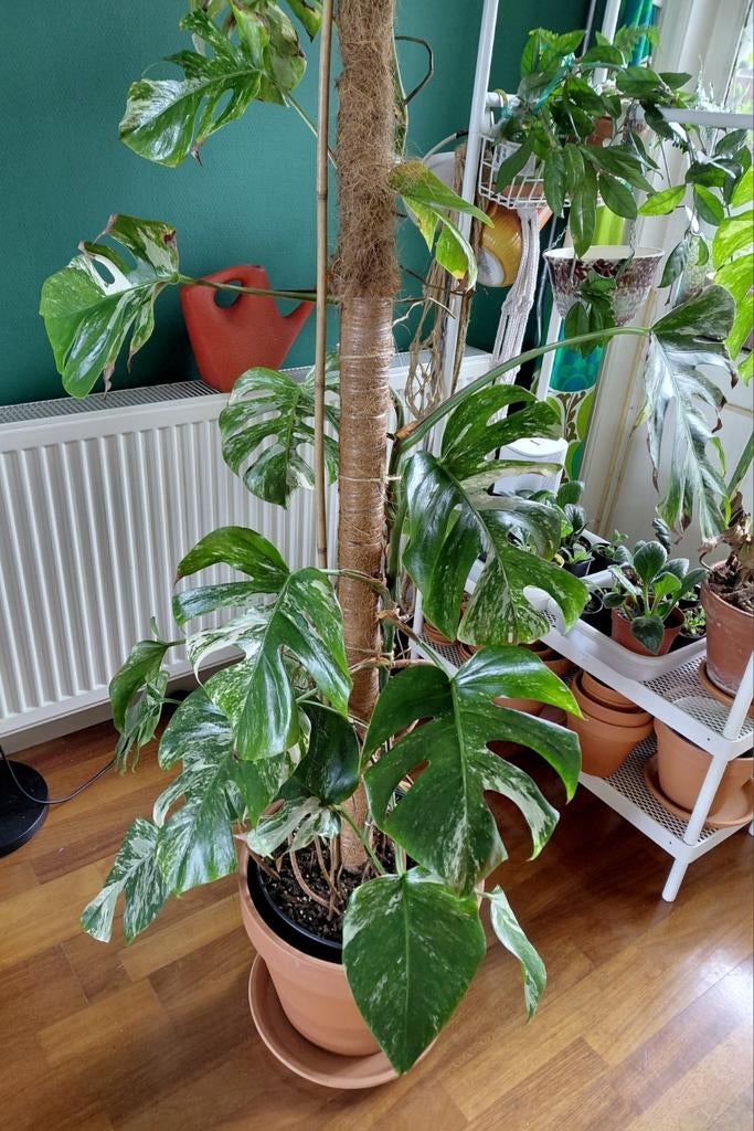 Kunstplant met pot palm 70 cm groen