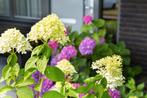 20 Limelight pluimhortensia €100, Ophalen of Verzenden, Hortensia, Struik, Minder dan 100 cm