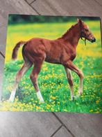 Paard op canvas, Ophalen, Minder dan 50 cm, Minder dan 50 cm, Print
