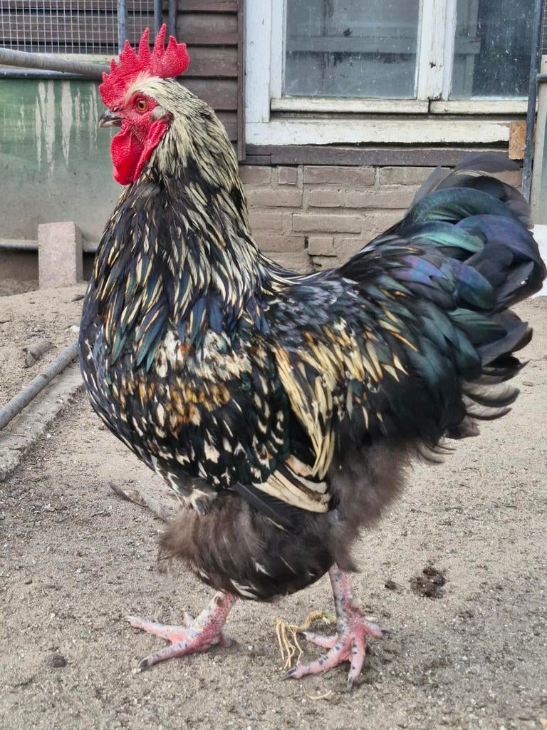 Haan, Dieren en Toebehoren, Mannelijk, Kip