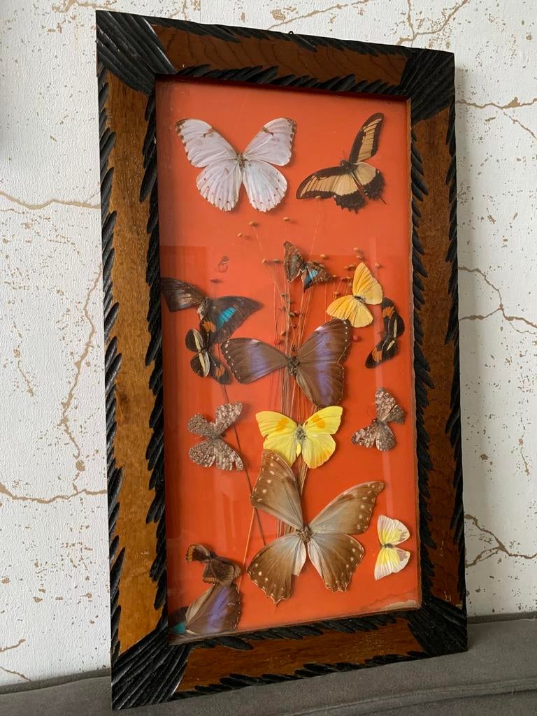 Opgezette vlinders taxidermie, Ophalen of Verzenden, Insect, Opgezet dier