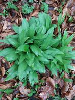 Verse Daslook planten - Wilde knoflook voor uw tuin, Tuin en Terras, Ophalen, Vaste plant, Halfschaduw, Kruiden