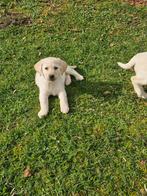 Labrador pups teefjes, Dieren en Toebehoren, Honden | Retrievers, Spaniëls en Waterhonden, Parvo, 8 tot 15 weken, Labrador retriever