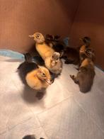 Indische loopeenden kuikens, Dieren en Toebehoren, Geslacht onbekend, Eend