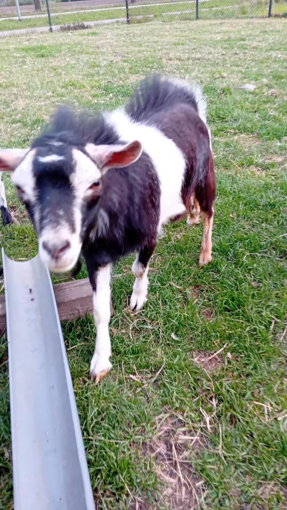 Hoorloze bok dwerggeit bok lakenvelder, Mannelijk, Geit, 0 tot 2 jaar