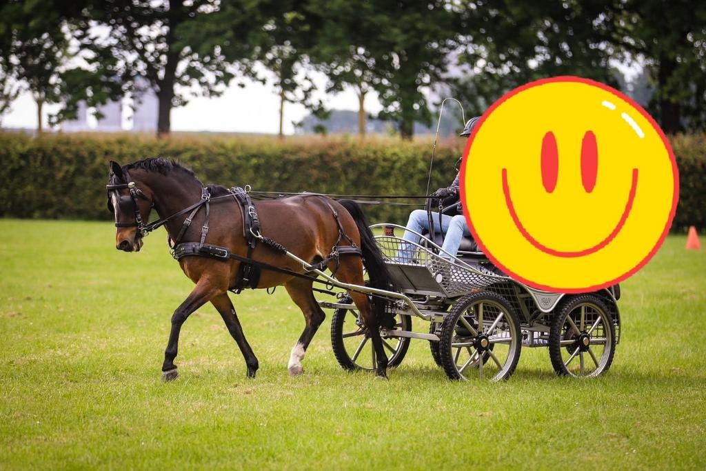 Lieve 15 jarige D-pony zoekt een goed huis, Dieren en Toebehoren, Pony's, Met stamboom, Ruin, 11 jaar of ouder, Recreatiepony