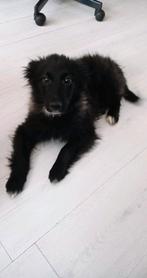 Stabij kruising herder, Particulier, 15 weken tot 1 jaar, Buitenland, Teef