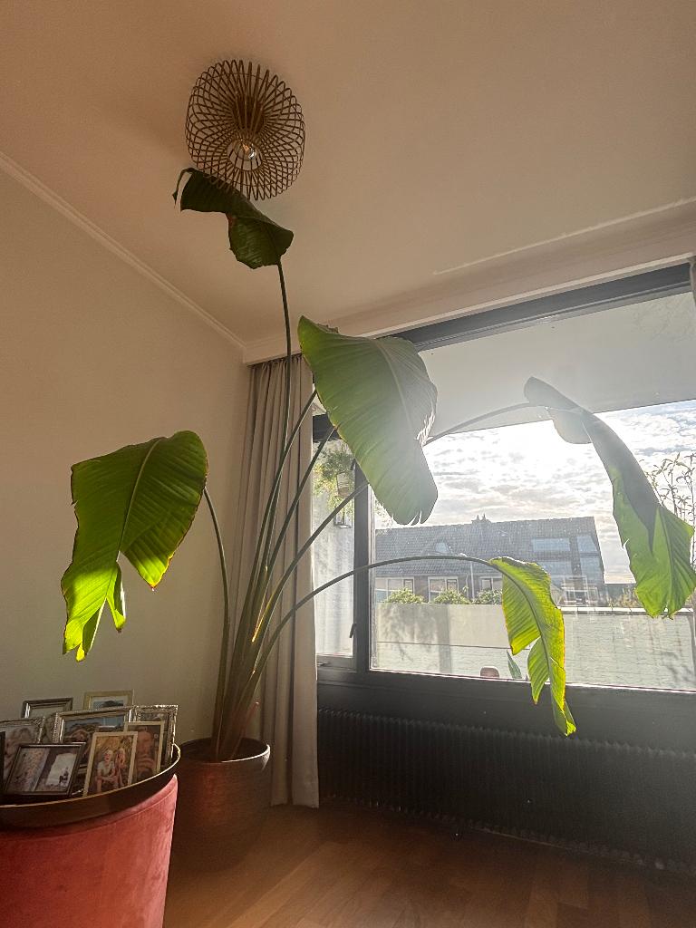Strelitzia Nicolai (260 cm), Groene kamerplant, Ophalen, Halfschaduw, 200 cm of meer