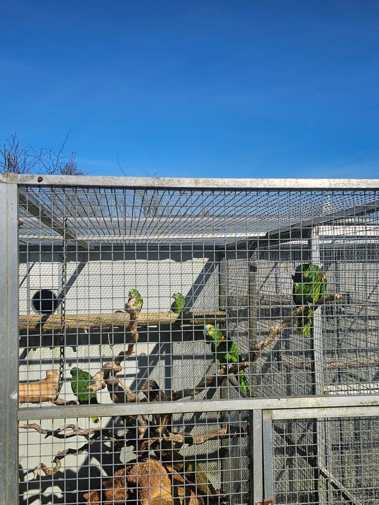 Mooie blauwvoorhoofd amazone's, Dieren en Toebehoren, Vogels | Parkieten en Papegaaien, Geslacht onbekend, Papegaai