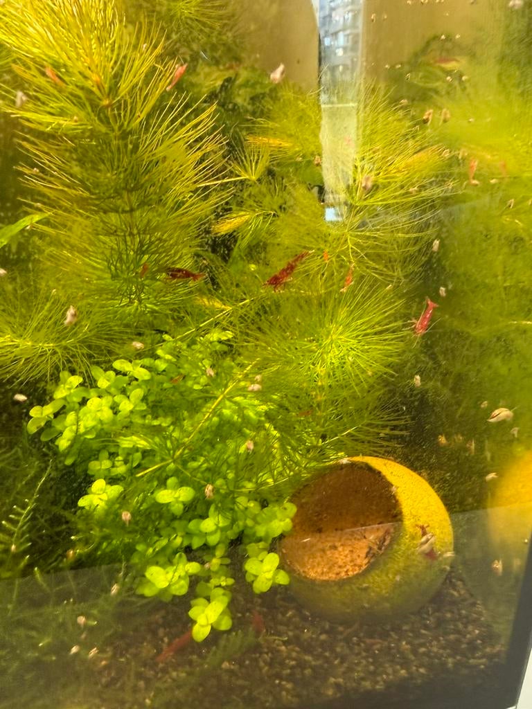 Jonge blody mary garnalen, Kreeft, Krab of Garnaal