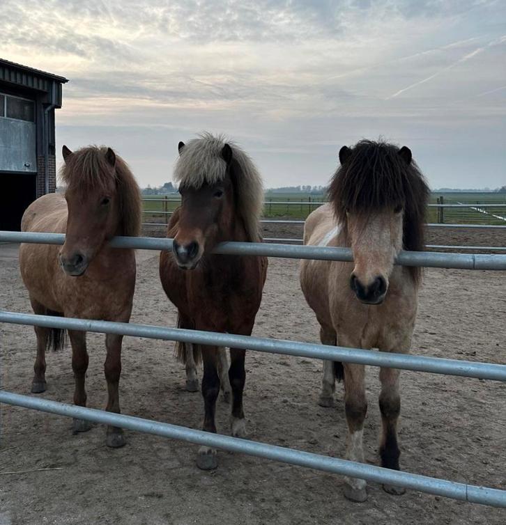 Stalling aangeboden voor ijslanders, Dieren en Toebehoren, Stalling en Weidegang, Stalling