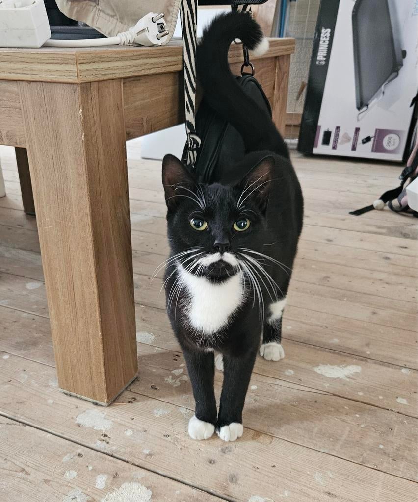 Poes 1 jaar oud zoekt een fijn huis, Dieren en Toebehoren, Katten en Kittens | Overige Katten, Poes, Kortharig, 0 tot 2 jaar