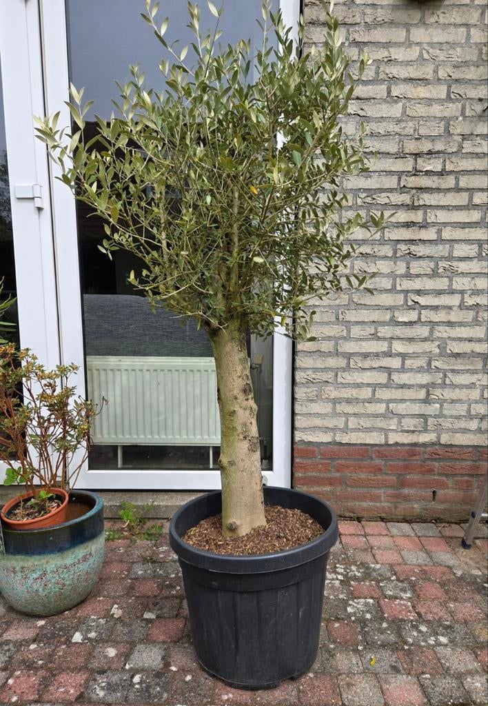 Olijfboom te koop, 100 tot 250 cm, Olijfboom, Zomer, Ophalen