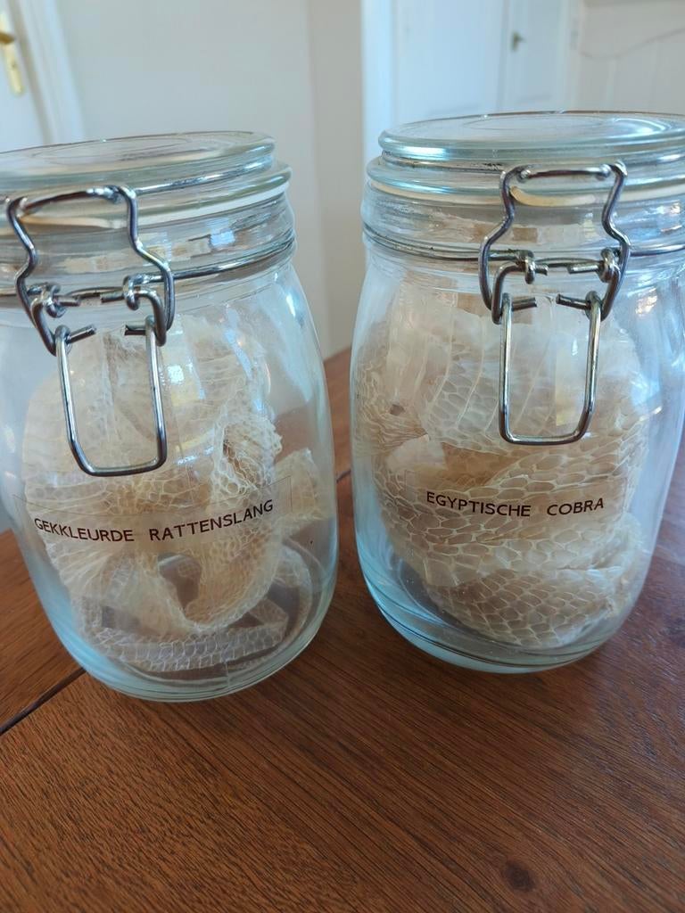 2 slangenhuiden: Gekleurde rattenslang en Egyptische cobra., Dieren en Toebehoren, Januari, Meerdere dieren