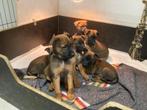 Prachtige pups, Rottweiler-Mechelse, mogen nest verlaten, Overige rassen, 8 tot 15 weken, Parvo, Meerdere