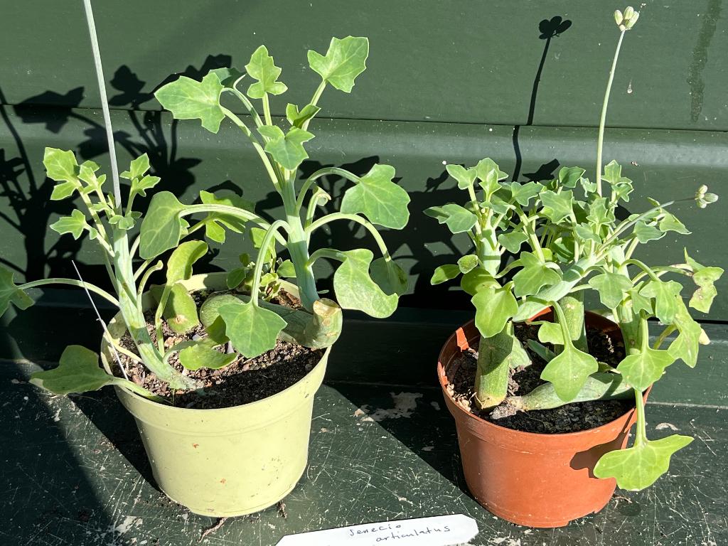 Senecio articulatus of kaarsjesplant, Ophalen, Vetplant, Halfschaduw, In pot