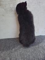 2  zwarte kleurdwerg voedsters mogen weg, Vrouwelijk, Dwerg