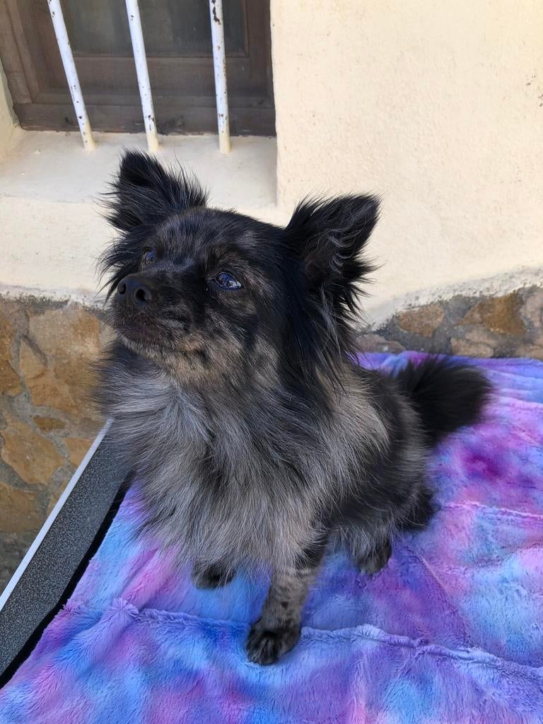 Pommeraan, België, Particulier, Overige rassen, 1 tot 2 jaar