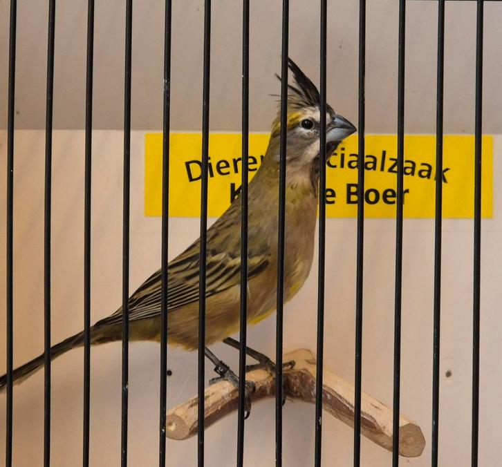 Groene kardinaal pop, Dieren en Toebehoren, Vogels | Overige Vogels, Vrouwelijk, Geringd