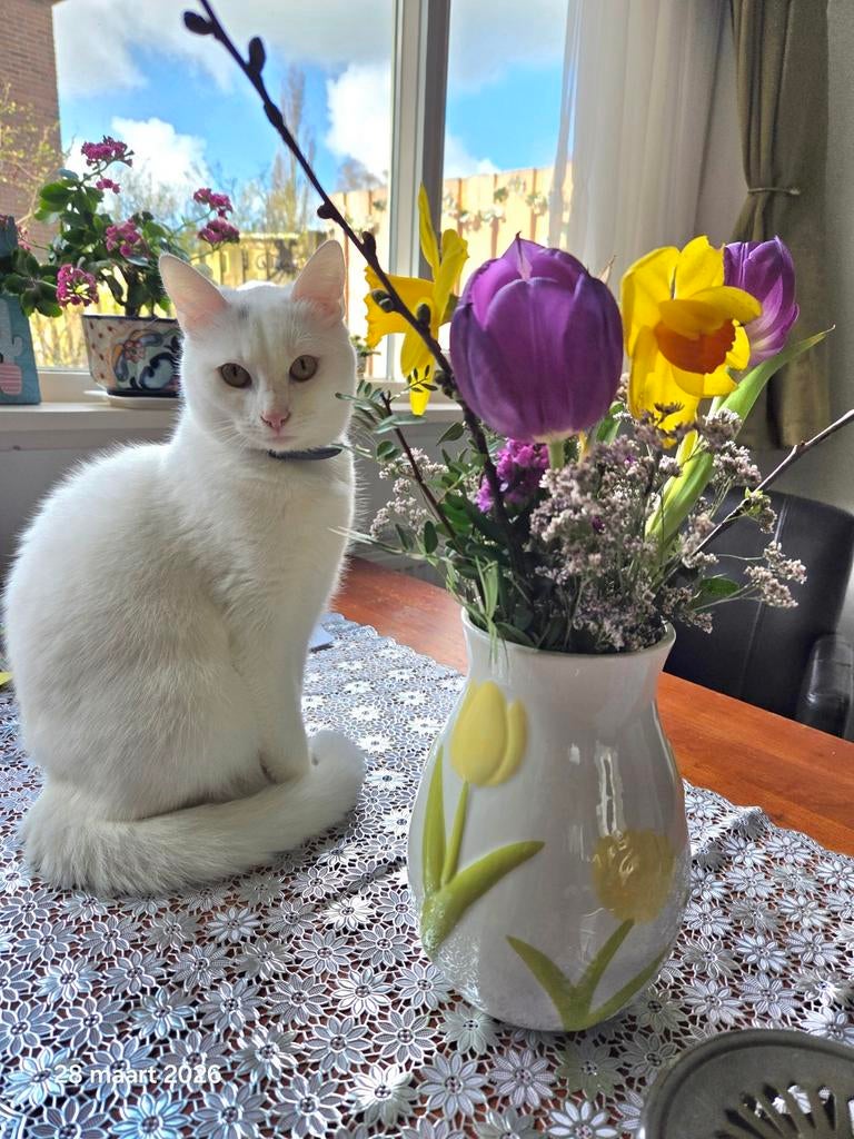 Ragdoll, Siamees, siamese,  kittens, Meerdere dieren