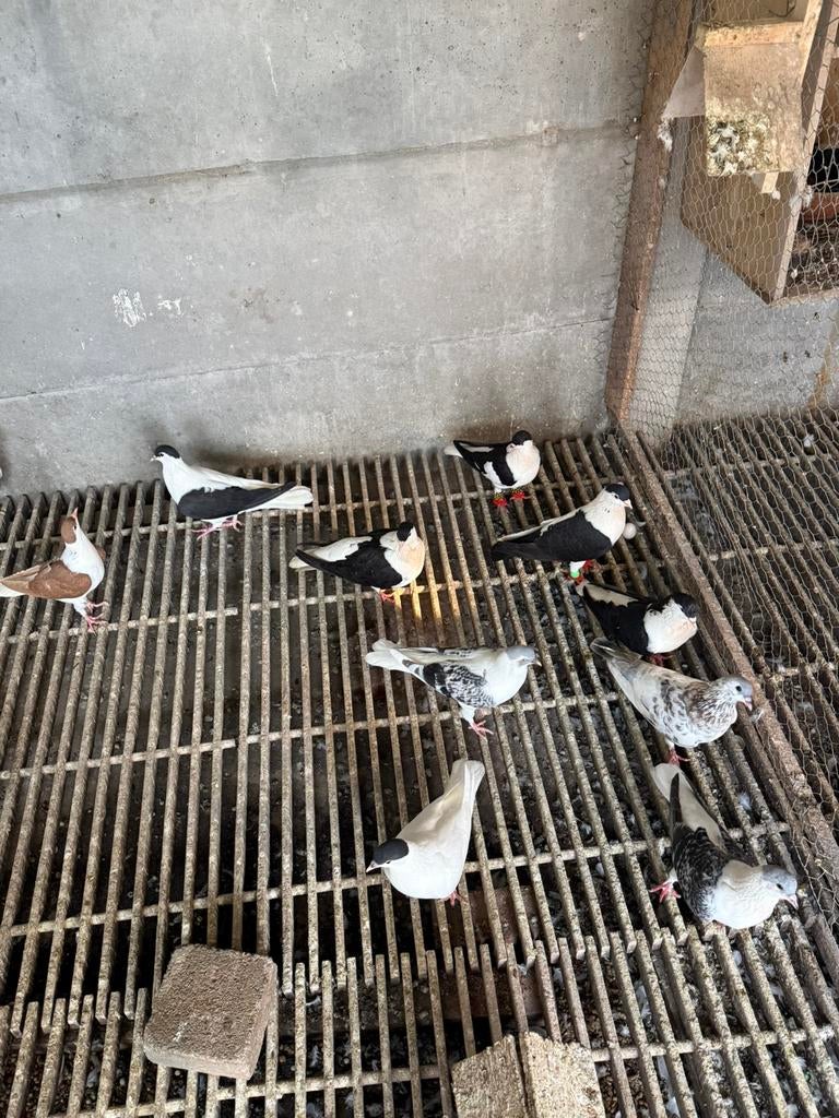 Duiven, Meerdere dieren, Overige soorten