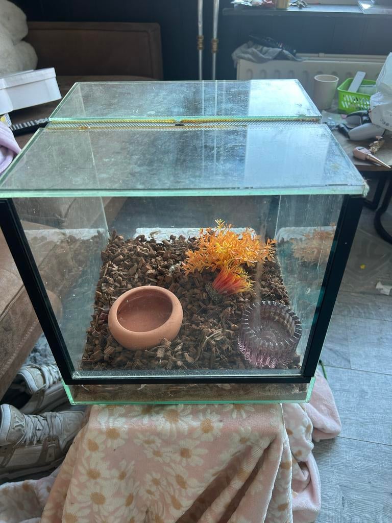Terrarium 30x30x30, Dieren en Toebehoren, Reptielen en Amfibieën | Toebehoren, Ophalen