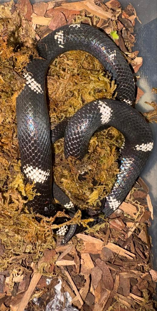 0.1 tricolor haakneus Visuele hypo e Hognose Snake - female for sale from d