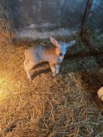 Leblam fleslam, Dieren en Toebehoren, Mannelijk, Schaap