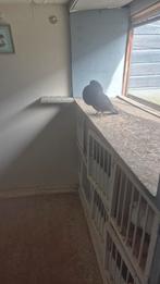 Kraai gaditano, Vrouwelijk, Kropper