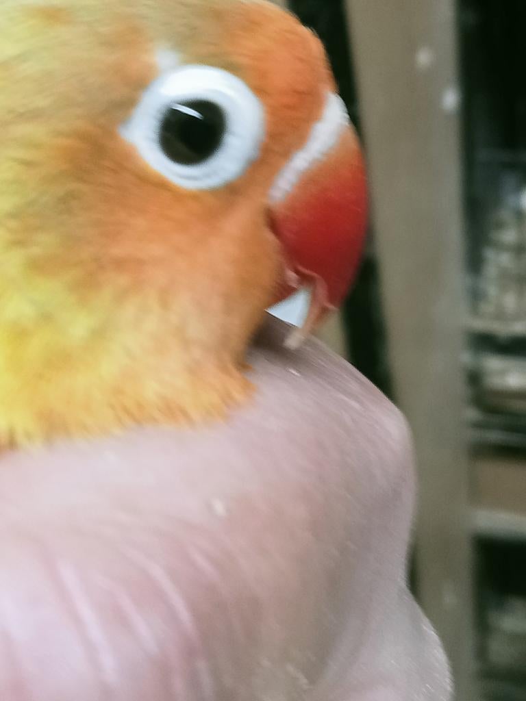 Prachtige piep jonge agapornis fisheri euwing pale man, Mannelijk, Dwergpapegaai of Agapornis, Geringd