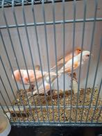 Te koop diverse kanaries, Meerdere dieren, Kleurkanarie