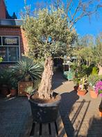 Grote dikke (100cm+ stam) olijfbomen, Volle zon, Ophalen of Verzenden, 100 tot 250 cm, Olijfboom