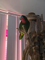 Cuba amazone, Mannelijk, Papegaai, Tam