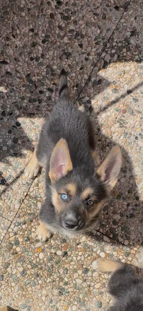 1 schattige duitseherder puppy tekoop teefje🥰, 8 tot 15 weken, Teef, Parvo, Eén hond