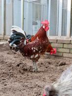 Boaz, Friese hoen roodbont, Dieren en Toebehoren, Mannelijk, Kip